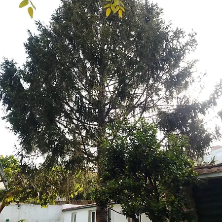 Tatil Evi Xeitosa Ii, En El Centro De *